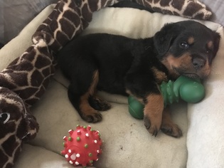 Rottweiler Puppy for sale in SAN DIEGO, CA, USA