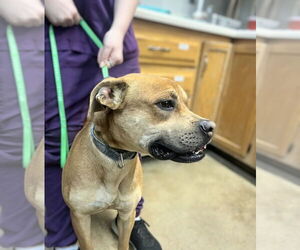 Sergie - Male American Staffordshire Terrier-Boxer Mix Dog for Adoption - Photo #2