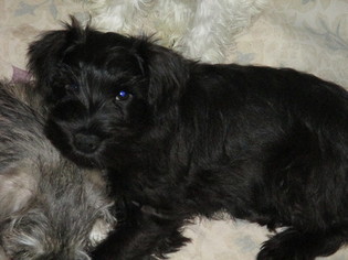 Medium Schnauzer (Miniature)