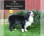 Milo - Male Australian Shepherd Dog for Adoption - Small photo