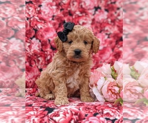 English Cream Golden Retriever-Poodle (Miniature) Mix Puppy for sale in AIRVILLE, PA, USA