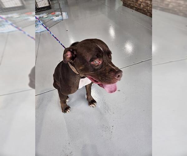 Medium Photo #1 American Pit Bull Terrier Puppy For Sale in Temple, TX, USA