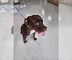 Small American Pit Bull Terrier