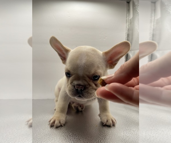 Medium Photo #7 French Bulldog Puppy For Sale in CLEARWATER, FL, USA