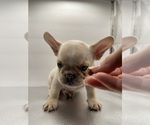 Small #6 French Bulldog