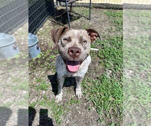 Roxy - Female Mutt Dog for Adoption - Photo #3