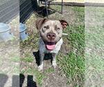Small #2 Mutt