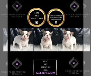 French Bulldog Puppy for sale in WARSAW, IN, USA