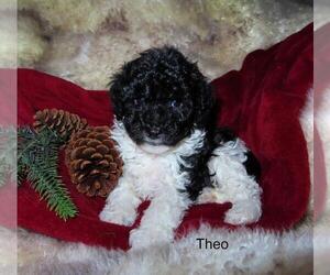Cavapoo Puppy for sale in GREENBANK, PA, USA