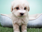 Small Photo #8 Maltipoo Puppy For Sale in LA MIRADA, CA, USA
