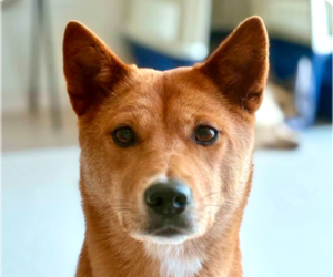 Shiba Inu-Unknown Mix Dogs for adoption in San Ramon, CA, USA