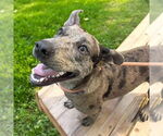Small #1 Catahoula Leopard Dog Mix