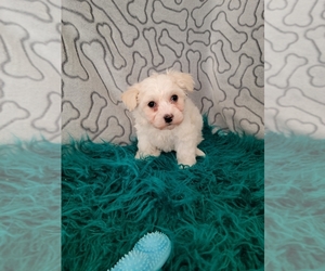 Bichon Frise Puppy for Sale in KENDALL, Wisconsin USA