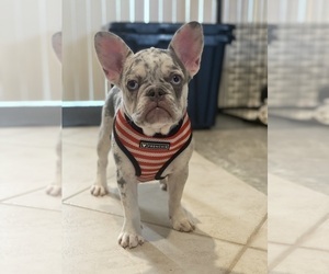 French Bulldog Puppy for sale in HOLLYWOOD, FL, USA