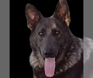 Father of the German Shepherd Dog puppies born on 02/14/2026