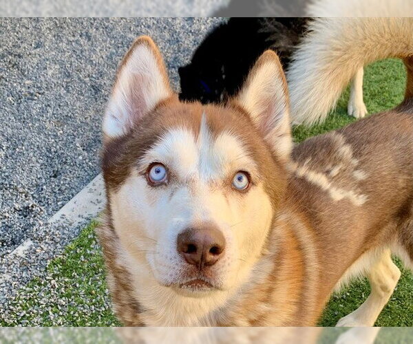Medium Photo #1 Siberian Husky-Unknown Mix Puppy For Sale in Moreno Valley, CA, USA