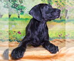 Small #1 Labrador Retriever Mix