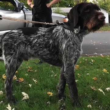 Medium Photo #1 German Wirehaired Pointer Puppy For Sale in REDDING, CA, USA