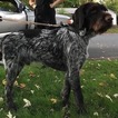 Small Photo #1 German Wirehaired Pointer Puppy For Sale in REDDING, CA, USA