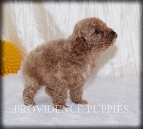Medium Photo #14 Poodle (Miniature) Puppy For Sale in COPPOCK, IA, USA