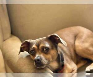 Medium Chihuahua Mix