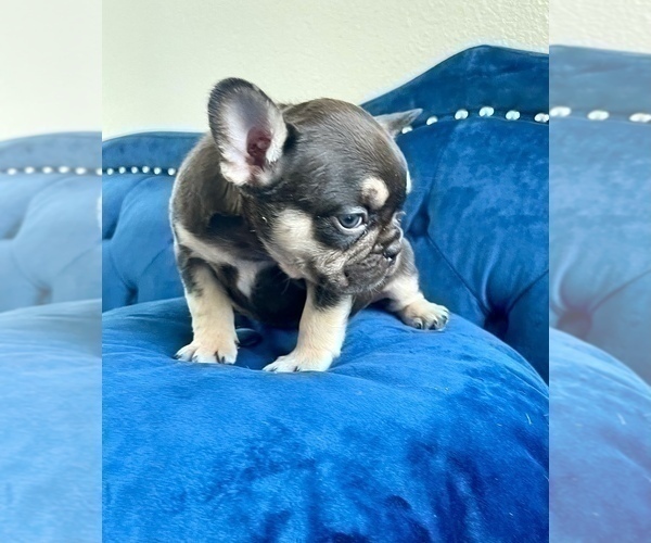 Medium Photo #5 French Bulldog Puppy For Sale in MALIBU, CA, USA