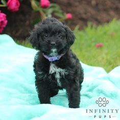 Cocker Spaniel-Poodle (Miniature) Mix Puppy for sale in GAP, PA, USA