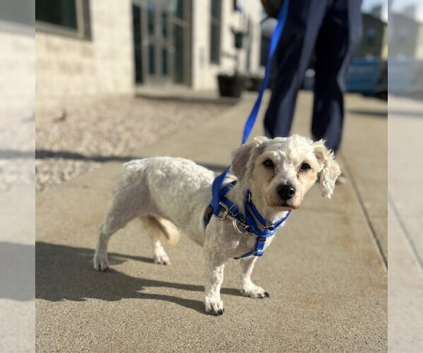 Medium Photo #1 Poodle (Miniature) Puppy For Sale in Boston, MA, USA