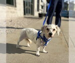 Small Poodle (Miniature)
