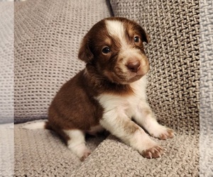 Texas Heeler Puppy for sale in UTICA, NY, USA