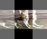 Small #1 Huskies  Mix