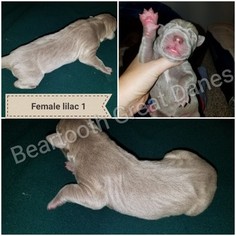 Great Dane Puppy for sale in LAUREL, MT, USA