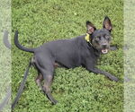 Small #1 American Staffordshire Terrier-Bulldog Mix
