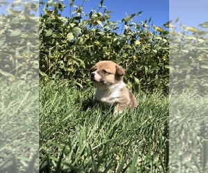 Pembroke Welsh Corgi Puppy for sale in ARTHUR, IL, USA