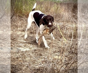 German Shorthaired Pointer Puppy for sale in CORONA, CA, USA