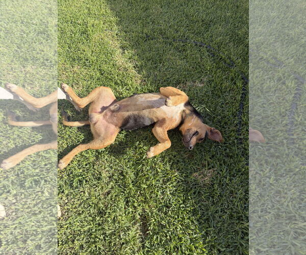 Medium Photo #3 Labrador Retriever-Unknown Mix Puppy For Sale in The Woodlands, TX, USA