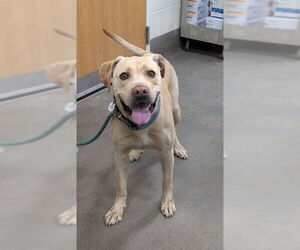 Labrador Retriever Mix Dog for Adoption in Forestville, Maryland USA