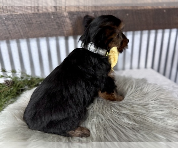 Medium Photo #6 Yorkshire Terrier Puppy For Sale in NAPPANEE, IN, USA