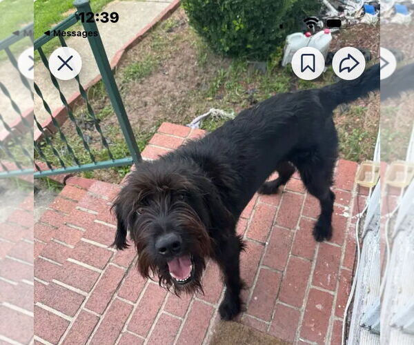 Medium Photo #1 Mutt Puppy For Sale in Lenoir, NC, USA