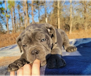 Cane Corso Puppy for sale in LEXINGTON, SC, USA