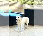 Small #5 Great Pyrenees