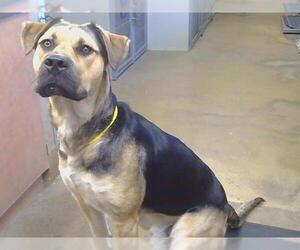 Mastiff Dogs for adoption in Sacramento, CA, USA