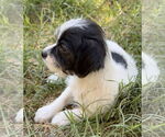 Small #2 Mutt