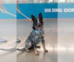 Small #2 Australian Cattle Dog