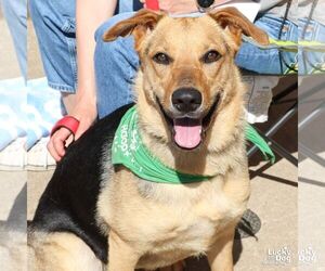 Mutt Dogs for adoption in Washington, DC, USA