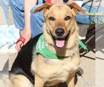 Small German Shepherd Dog Mix
