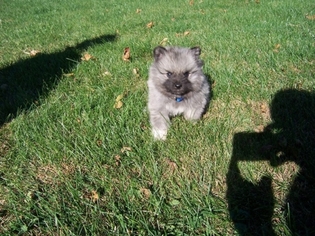 Keeshond Puppy for sale in Manteno, IL, USA