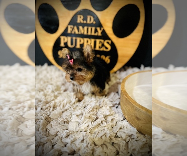 Medium Photo #7 Yorkshire Terrier Puppy For Sale in CROSSVILLE, TN, USA