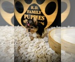 Small #6 Yorkshire Terrier