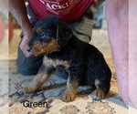 Puppy Green Airedale Terrier